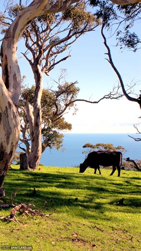 Country Cow, SA. 
